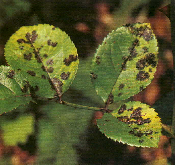 Recognizing Disease in Rose Bushes
